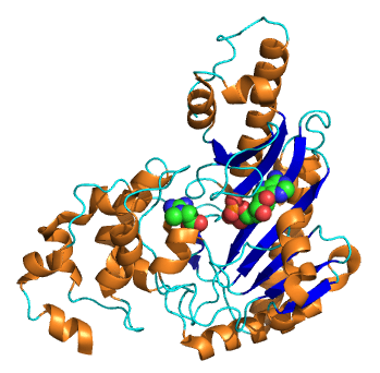 Creatine kinase - Wikipedia