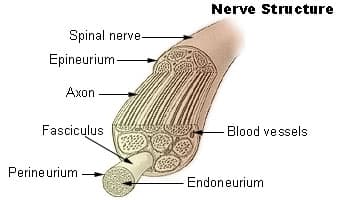 Nerve fascicle - Wikipedia