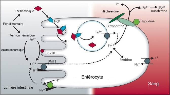 Ferroportine — Wikipédia