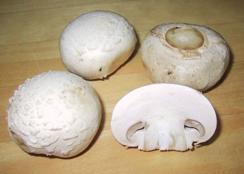 Agaricus bisporus - Wikipedia