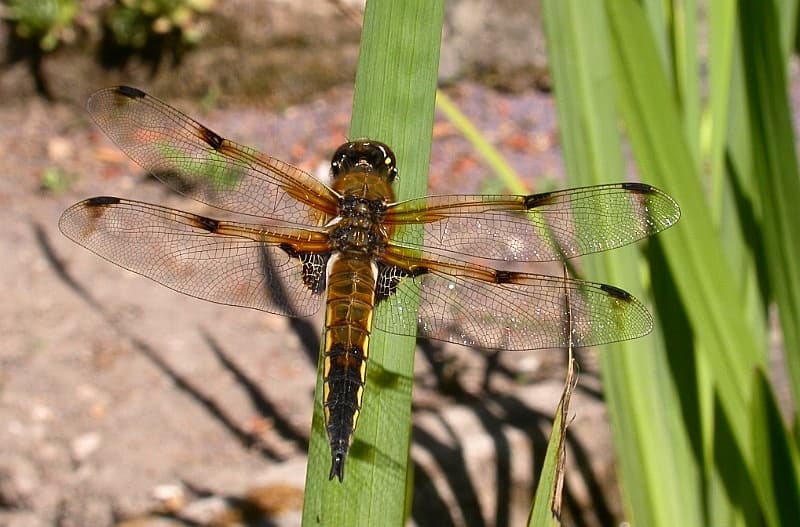 Odonata — Wikipédia