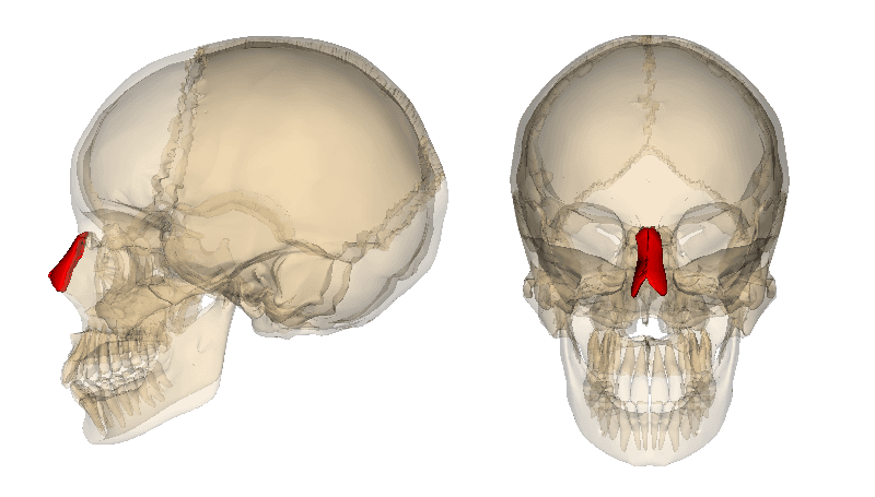 Os nasal — Wikipédia