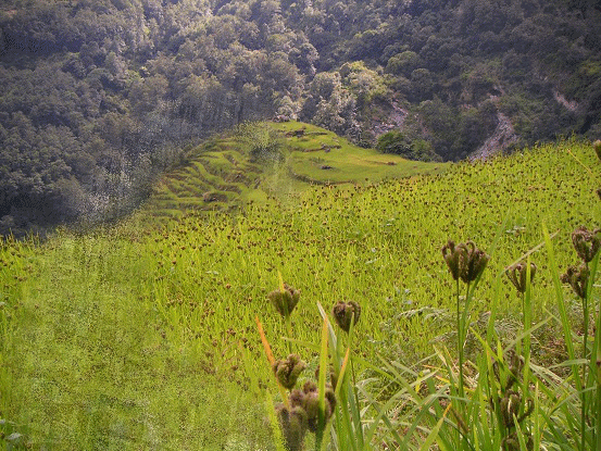 Scotome — Wikipédia