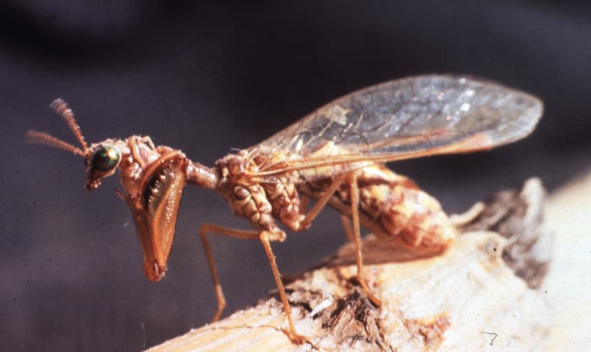Neuroptera — Wikipédia