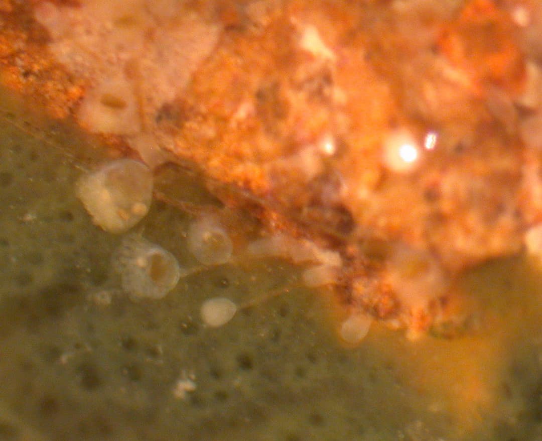 Entoprocta — Wikipédia