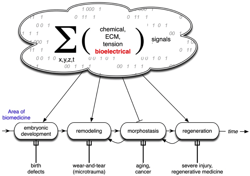 Developmental bioelectricity - Wikipedia