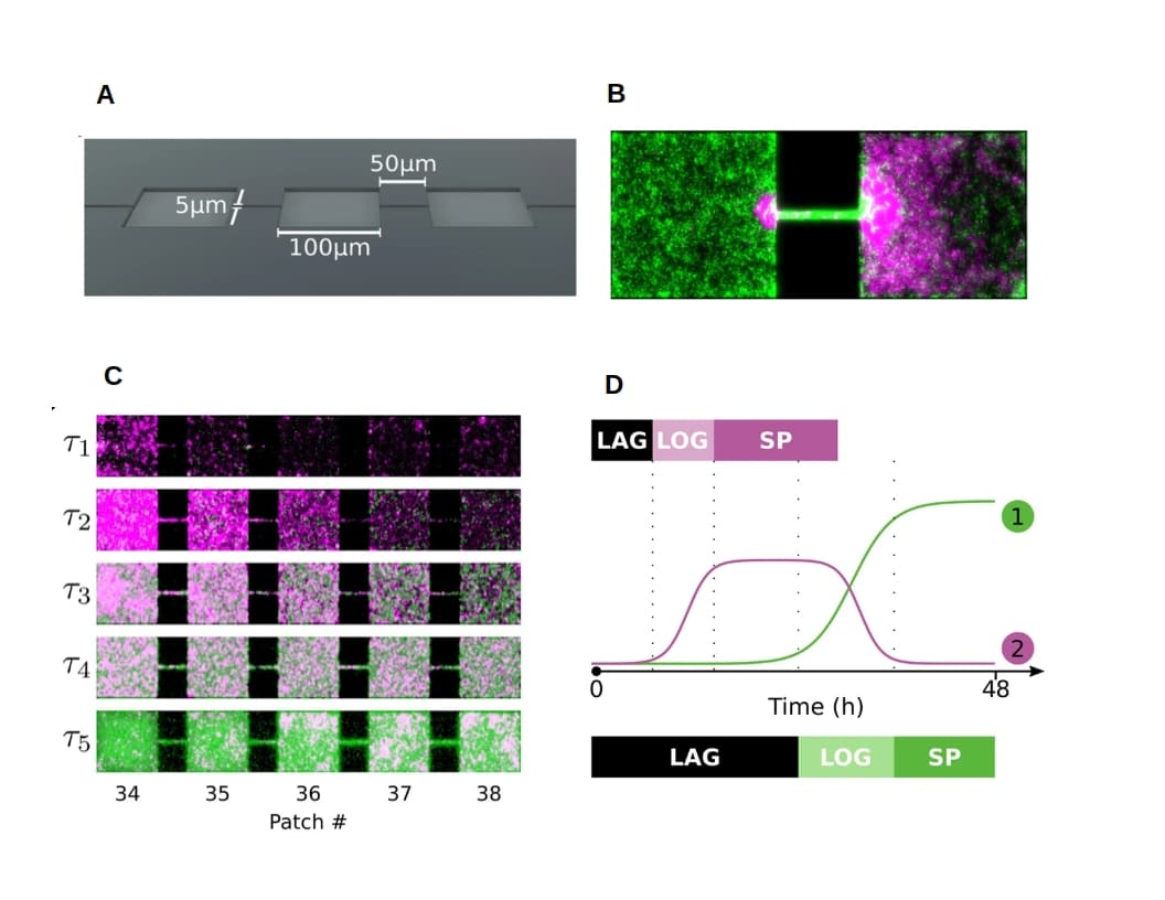Competition–colonization trade-off - Wikipedia