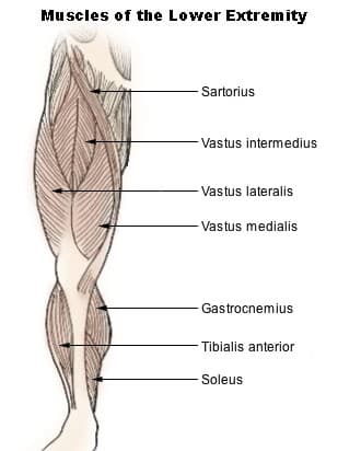 Vastus medialis - Wikipedia