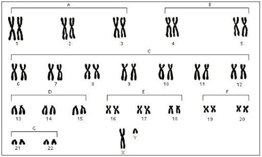 Chromosome artificiel humain — Wikipédia