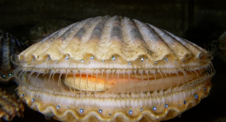 Scallop - Wikipedia