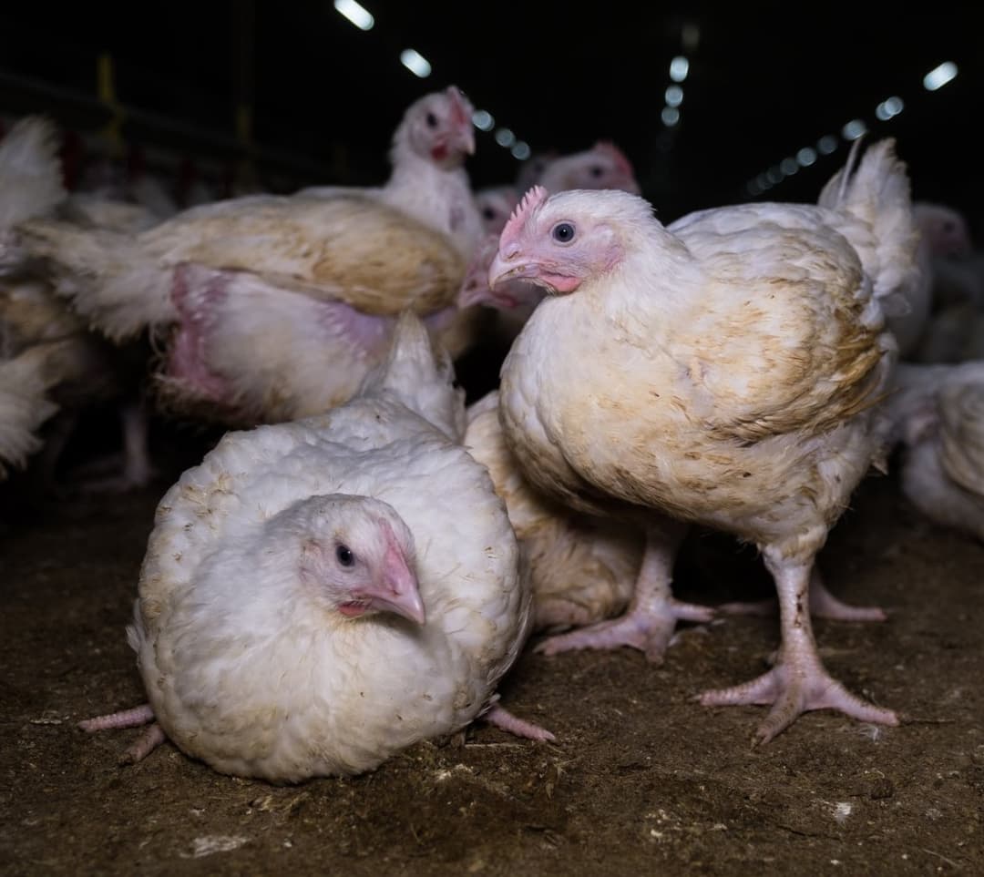Broiler - Wikipedia