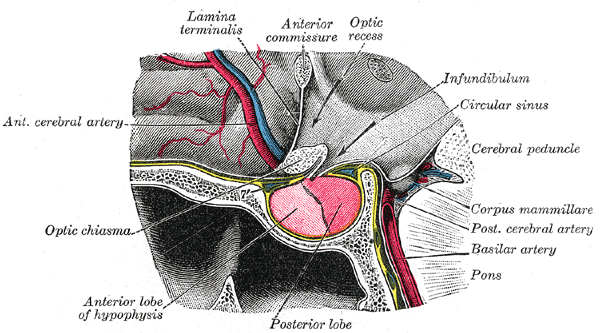 Système porte hypothalamo-hypophysaire — Wikipédia
