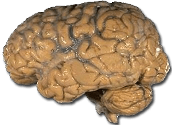 Mémoire (psychologie) — Wikipédia