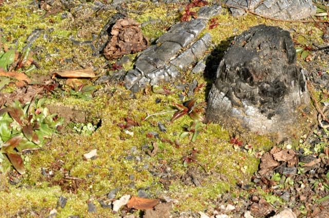 Bioindicateur — Wikipédia