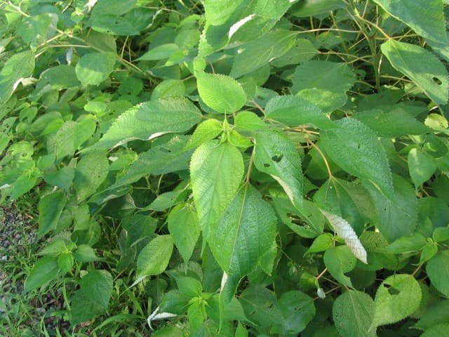 Ramie — Wikipédia