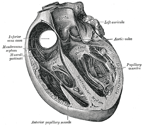 Septum interventriculaire — Wikipédia