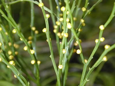 Psilotum - Wikipedia