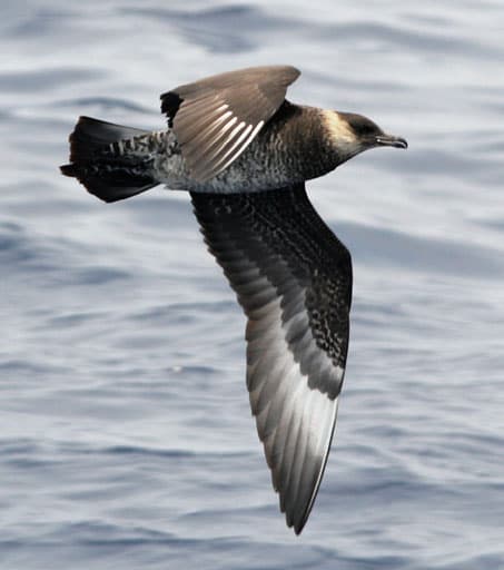 Skua - Wikipedia
