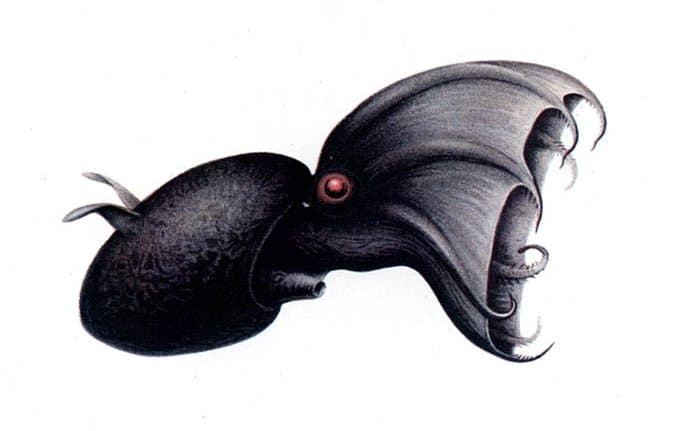 Vampire squid - Wikipedia
