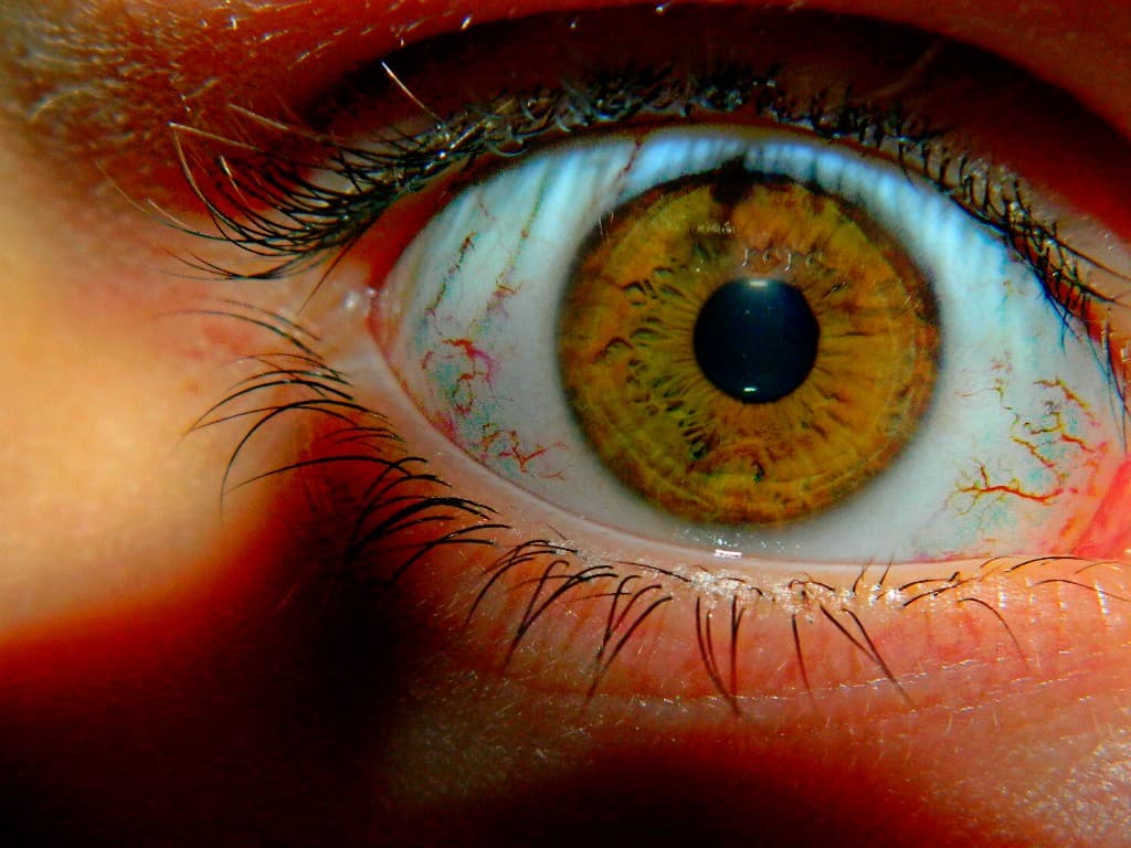 Trouble de la personnalité paranoïaque — Wikipédia