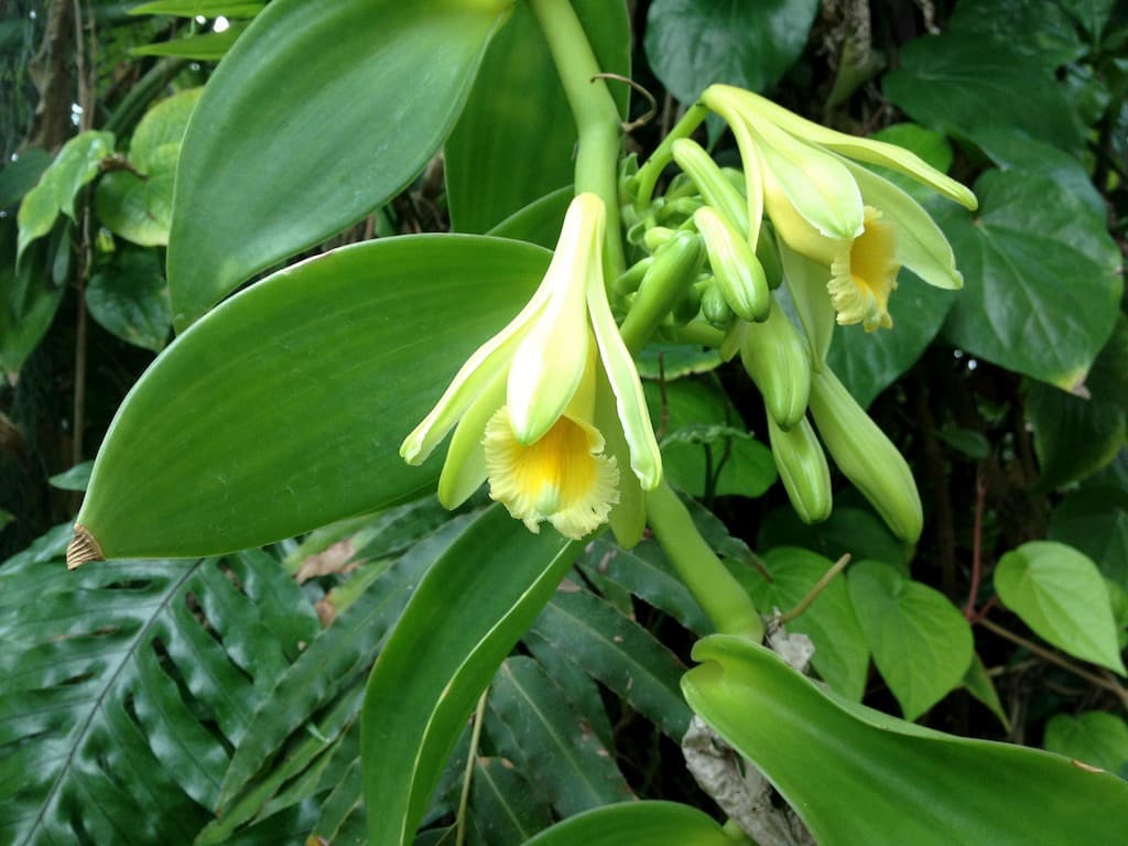 Vanilla - Wikipedia