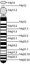 Chromosome 14 humain — Wikipédia