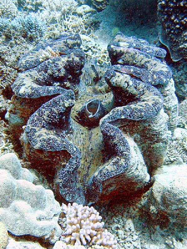 Tridacne géant — Wikipédia