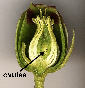 Ovule (botanique) — Wikipédia
