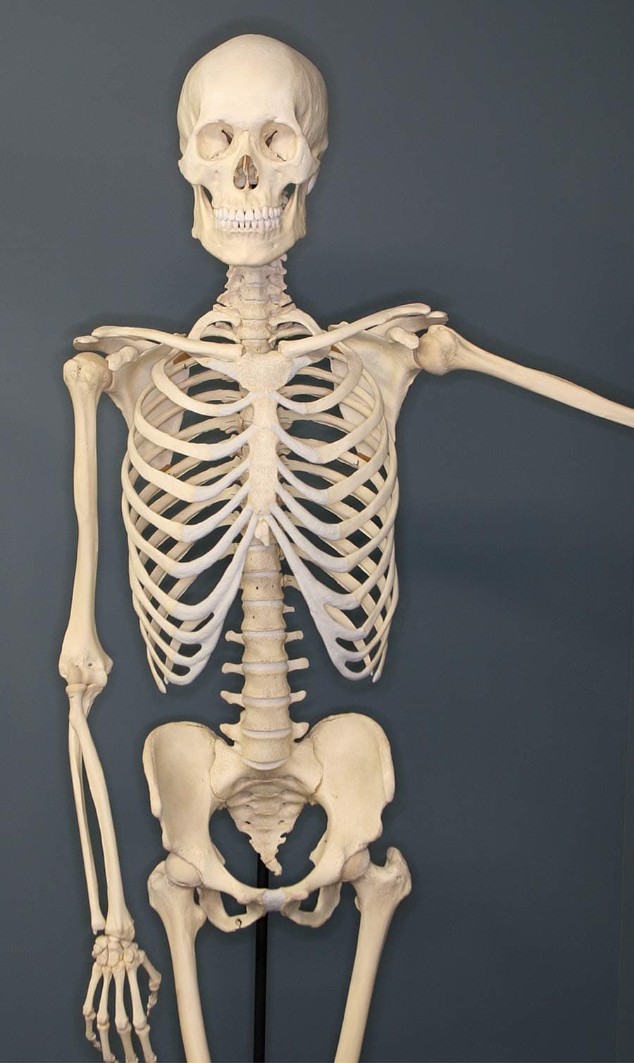 Human skeleton - Wikipedia