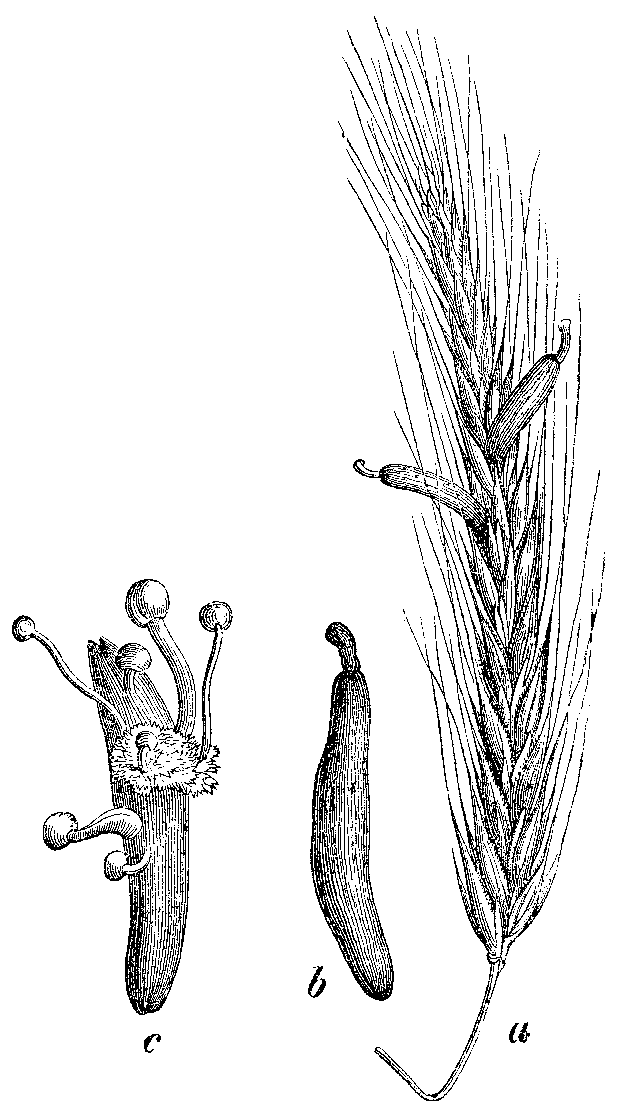 Claviceps — Wikipédia