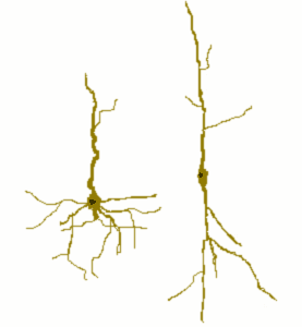 Von Economo neuron - Wikipedia