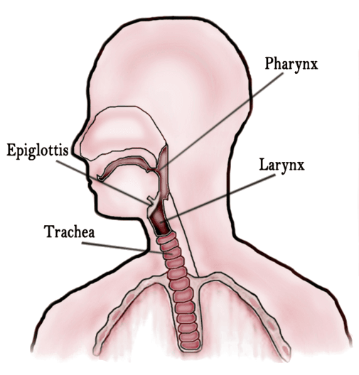 Throat - Wikipedia