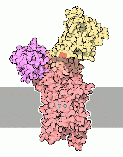 Calcium-ATPase — Wikipédia