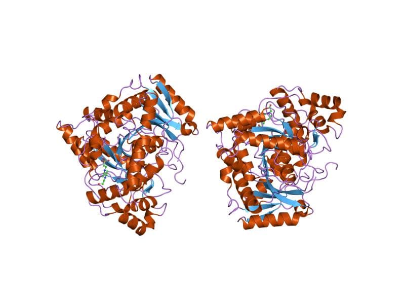 Amidase - Wikipedia