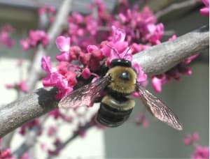 Bees and toxic chemicals - Wikipedia