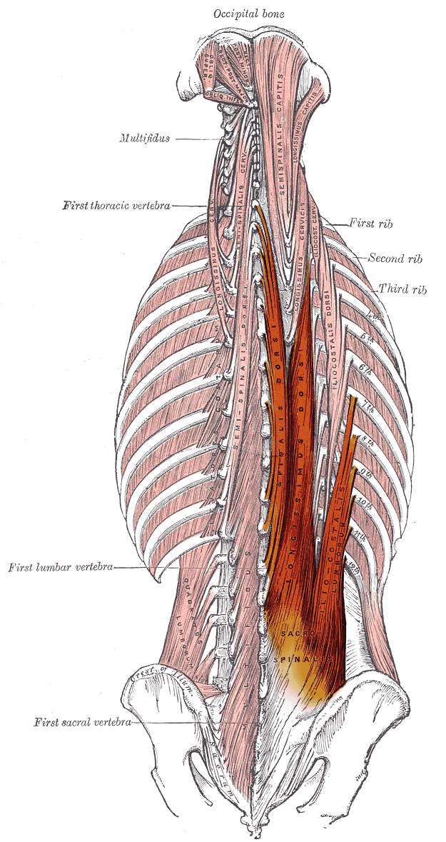 Muscle érecteur du rachis — Wikipédia