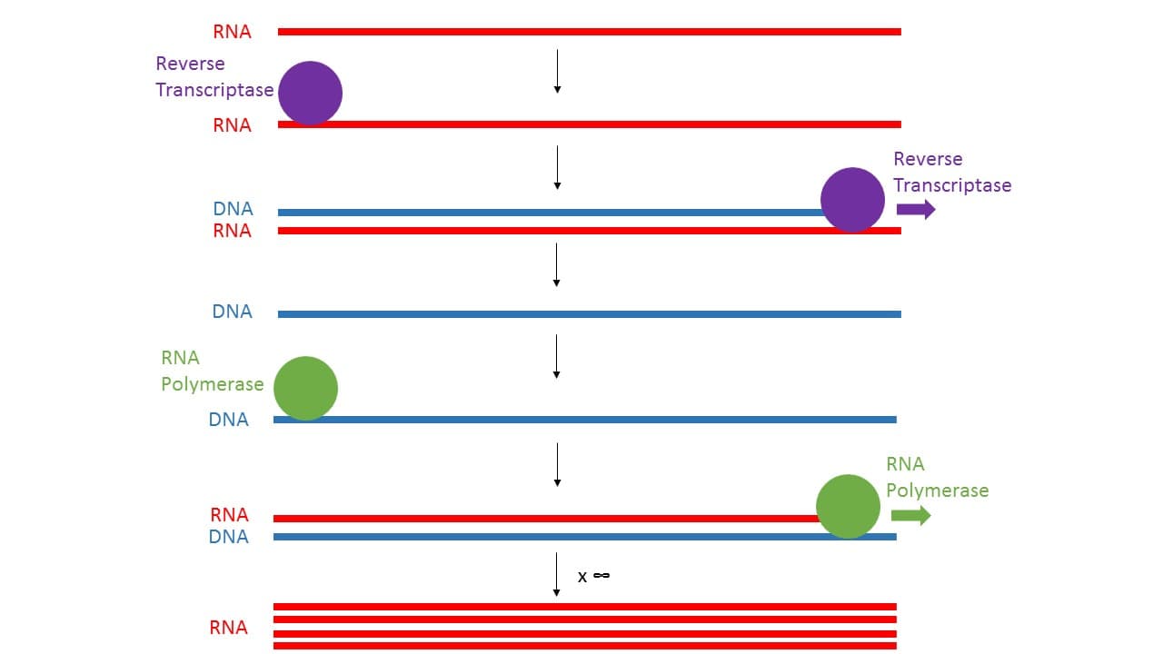 Transcription-mediated amplification - Wikipedia