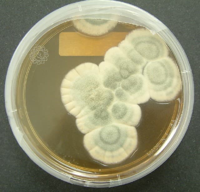 Champignon médicinal — Wikipédia