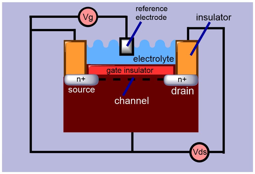 Ion Sensitive Field Effect Transistor — Wikipédia
