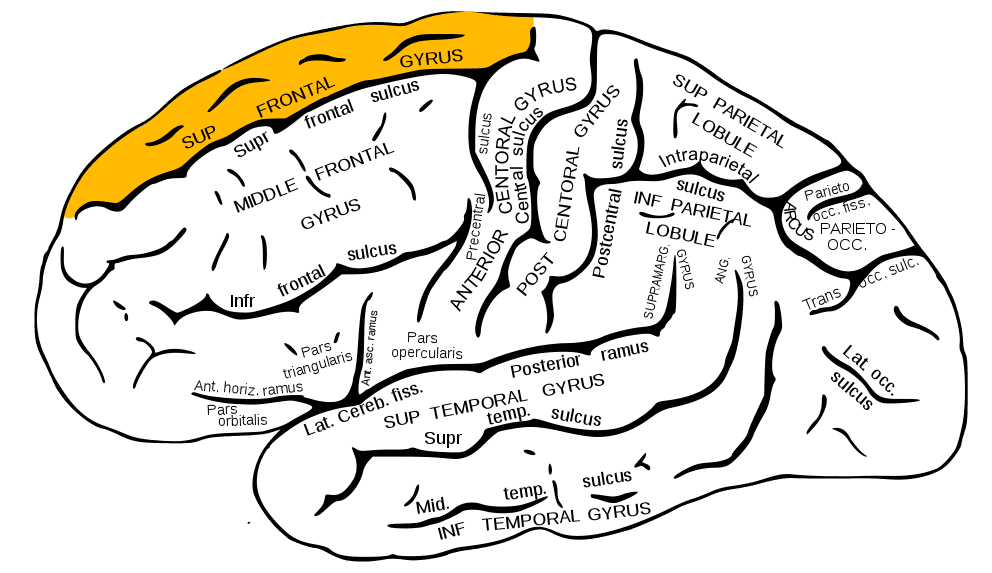 Gyrus frontal supérieur — Wikipédia