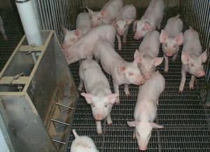 Pig farming - Wikipedia