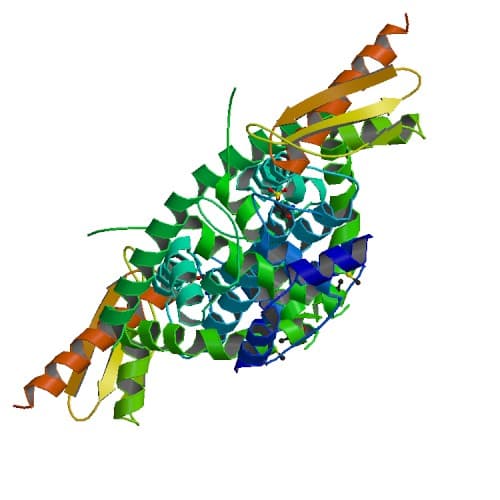 Dicer — Wikipédia