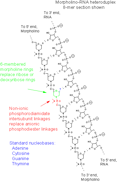 Morpholino nucleic acid - Wikipedia