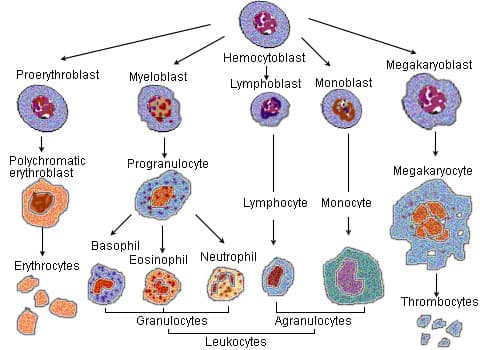 Blood cell - Wikipedia