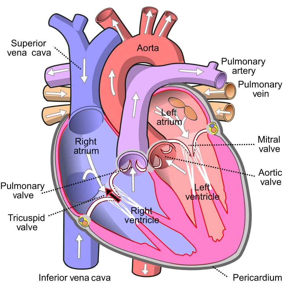 Insuffisance tricuspide — Wikipédia