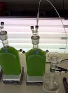 Biohydrogen - Wikipedia