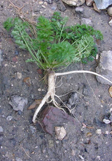 Radicelle — Wikipédia