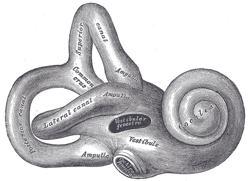 Labyrinthite — Wikipédia