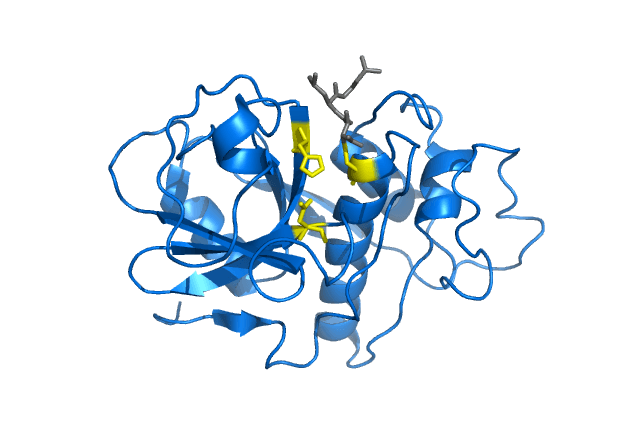 Cysteine protease - Wikipedia