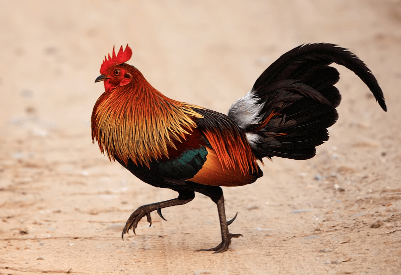 Red junglefowl - Wikipedia